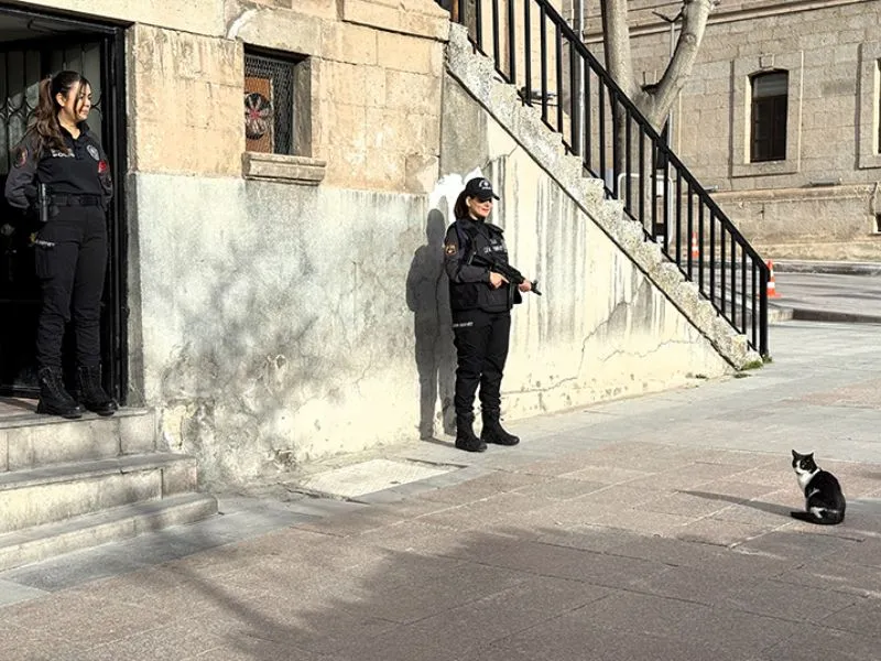 Polisleri nöbette yalnız bırakmayan kedi
